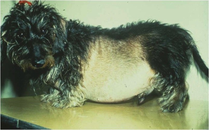 dexamethasone for dogs dexamethasone for dogs